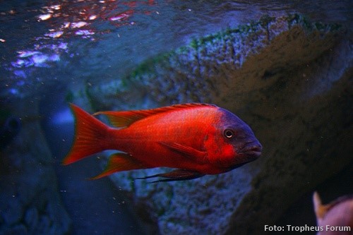 Petrochromis sp. Red Bulu Point