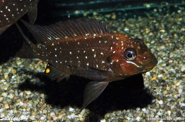 Threadfin cichlid (Petrochromis trewavasae)