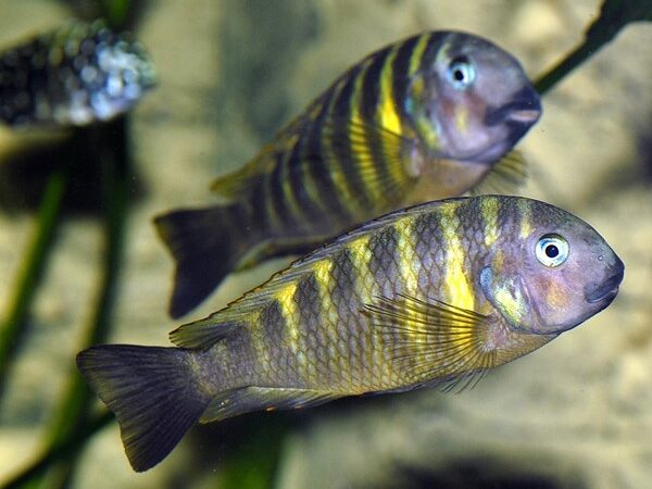 Tropheus de olhos azuis (Tropheus brichardi)