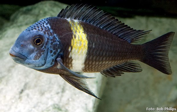 Duboisi (Tropheus duboisi)