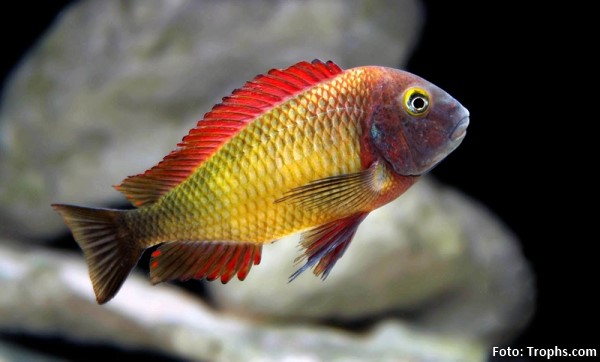Tropheus moorii (Tropheus moorii)