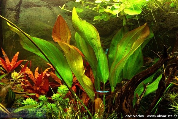 Echinodorus “Frans Stoffels”