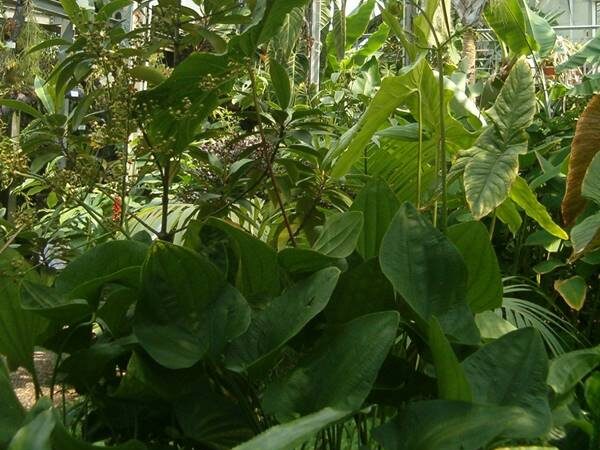 Chapéu de Couro (Echinodorus grandiflorus)