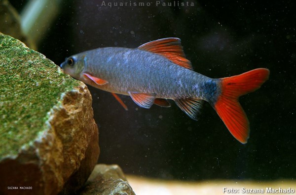 Labeo Frenatus (Epalzeorhynchos frenatus)