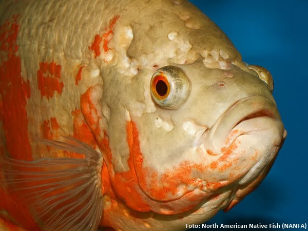 11 peixes de fundo perfeitos para seu aquário - Peixes e Aquarismo