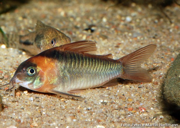 Coridora Eques (Corydoras eques)