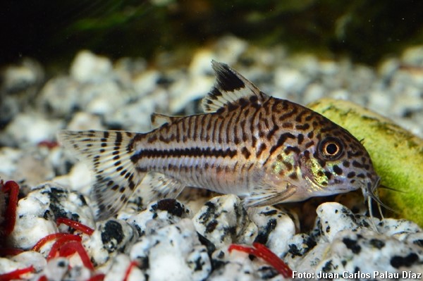 Coridora Leopardo (Corydoras julii)