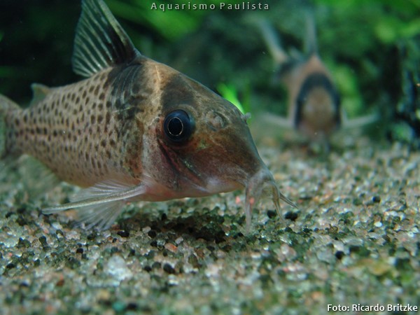 Coridora Vela Negra (Corydoras melanistius)