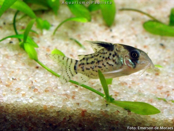 Coridora Rio Purus / Tigre (Corydoras schwartzi)