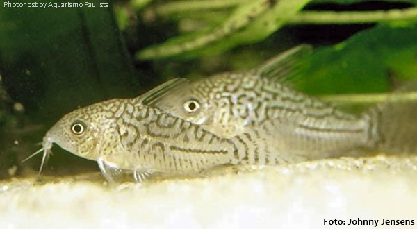 Coridora Sodalis (Corydoras sodalis)