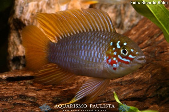 Apistogramma Borelli