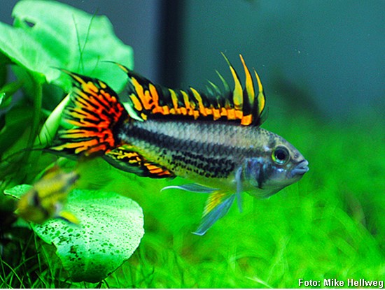 Apisto Cacatua (Apistogramma cacatuoides)