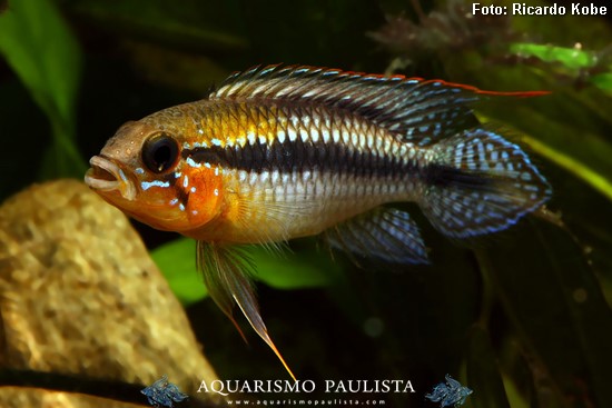 Apistogramma gephyra (Apistogramma gephyra)