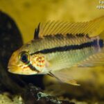 Apistogramma Gossei (Apistogramma gossei)