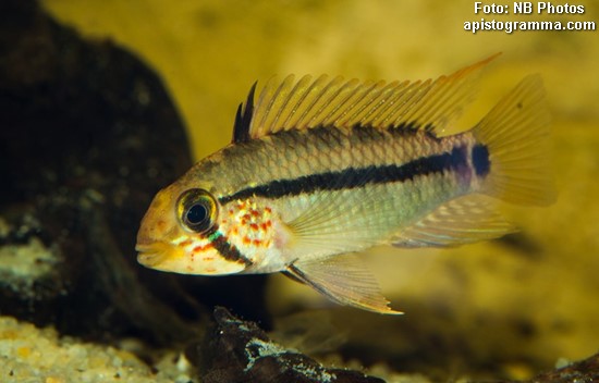 Apistogramma Gossei (Apistogramma gossei)