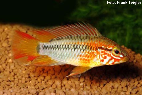 Apistogramma macmasteri
