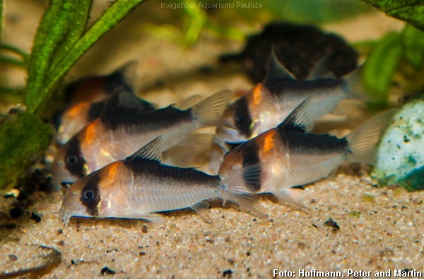 Coridora adolfoi (Corydoras adolfoi)