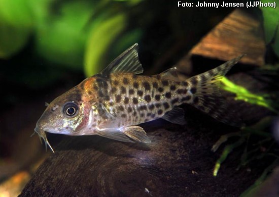 Coridora Pintada (Corydoras ambiacus)