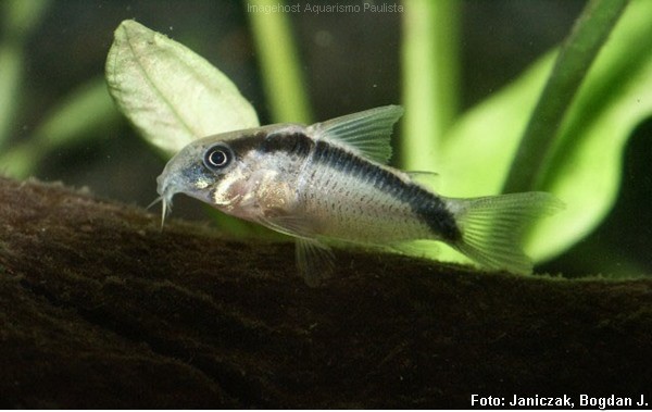 Coridora Gambá (Corydoras arcuatus)