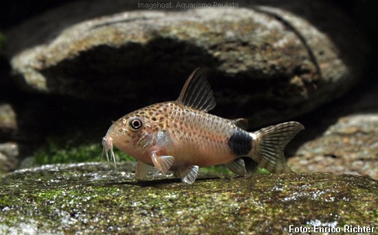 Coridora Cauda Manchada (Corydoras caudimaculatus)