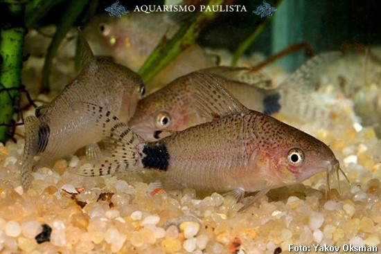 Coridora Guaporé (Corydoras guapore)