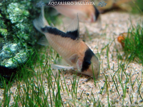 Coridora Melini (Corydoras melini)