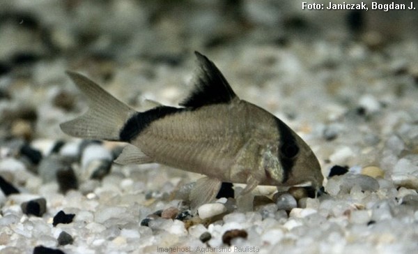 Coridora Mascarada (Corydoras metae)