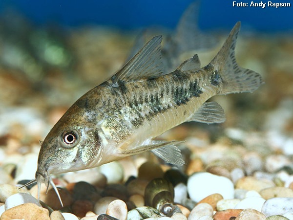 Coridora Pimenta (Corydoras paleatus)