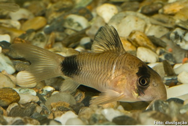 Coridora Panda (Corydoras panda)