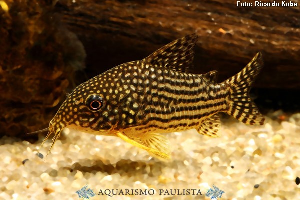 Coridora Sterbai (Corydoras sterbai)