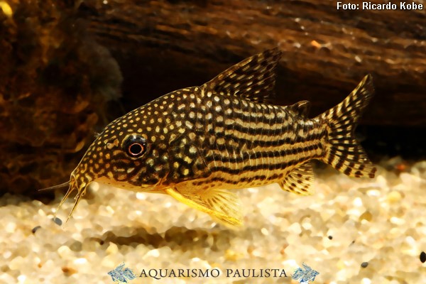 Corydoras sterbai