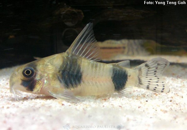 Coridora Tucano (Corydoras tukano)