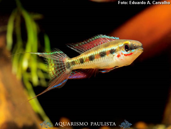 Xadrezinho Cauda Lira (Dicrossus filamentosus)