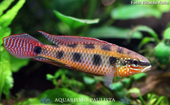 Xadrezinho Cauda de Espada (Dicrossus maculatus)