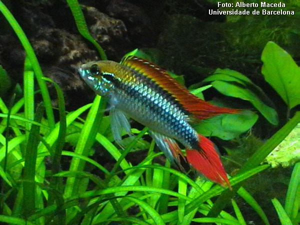 Apistogramma agassizii