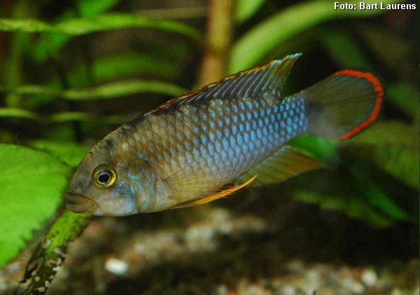 Apistogramma Panda (Apistogramma nijsseni)