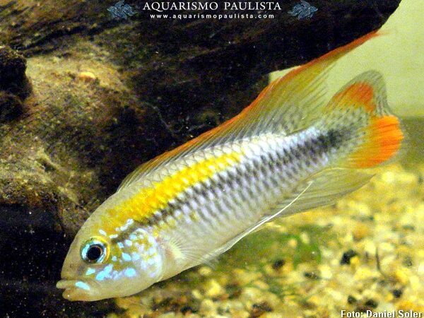 Apistogramma pulchra