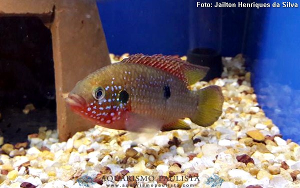 Acará Jóia (Hemichromis bimaculatus)