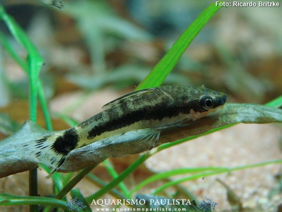 Peixe Limpa Vidro (Otocinclus affinis)
