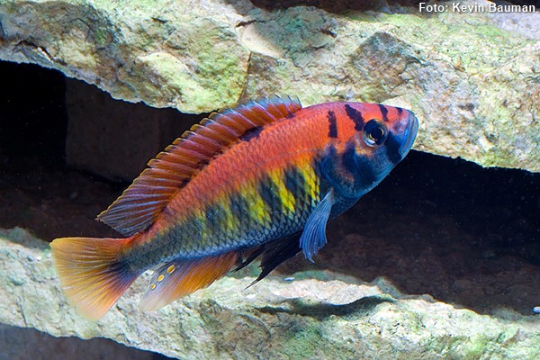 Haplochromis nyererei / Pundamilia nyererei