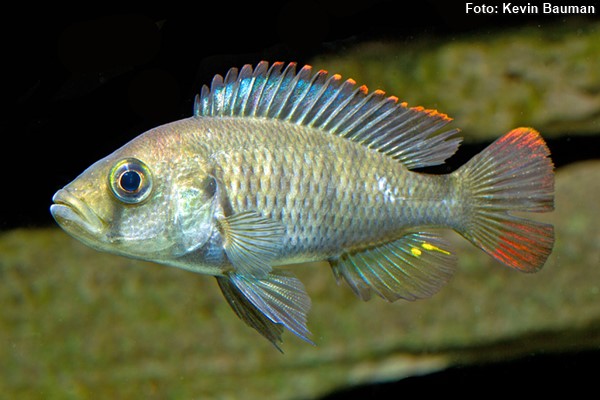 Fêmea de Haplochromis-nyererei