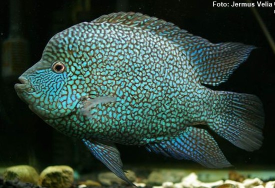 Texas blue (Herichthys carpintis)