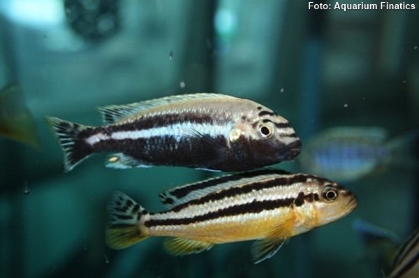 Auratus (Melanochromis auratus)