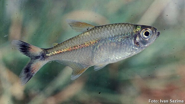 Bandeirinha do Rabo Amarelo (Hemigrammus marginatus)
