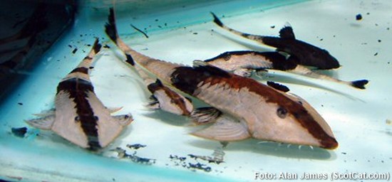 Peixe Gato Camaleão (Pseudohemiodon apithanos)