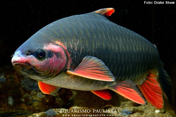 Barbo Fenix (Spinibarbus denticulatus)