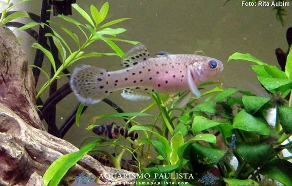 Knight Goby (Stigmatogobius sadanundio)