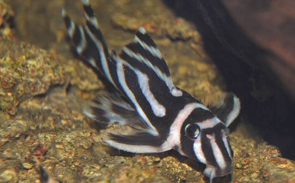 O cascudo-zebra (Hypancistrus zebra) é um peixe ornamental que só é encontrado em certos trechos do rio Xingu, no Pará