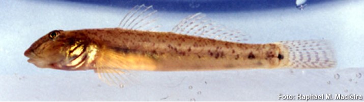 Goby de rio (Awaous tajasica)