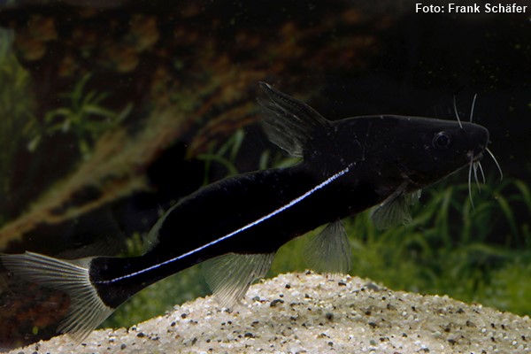 Bagre Lanceiro Preto (Bagrichthys macracanthus)